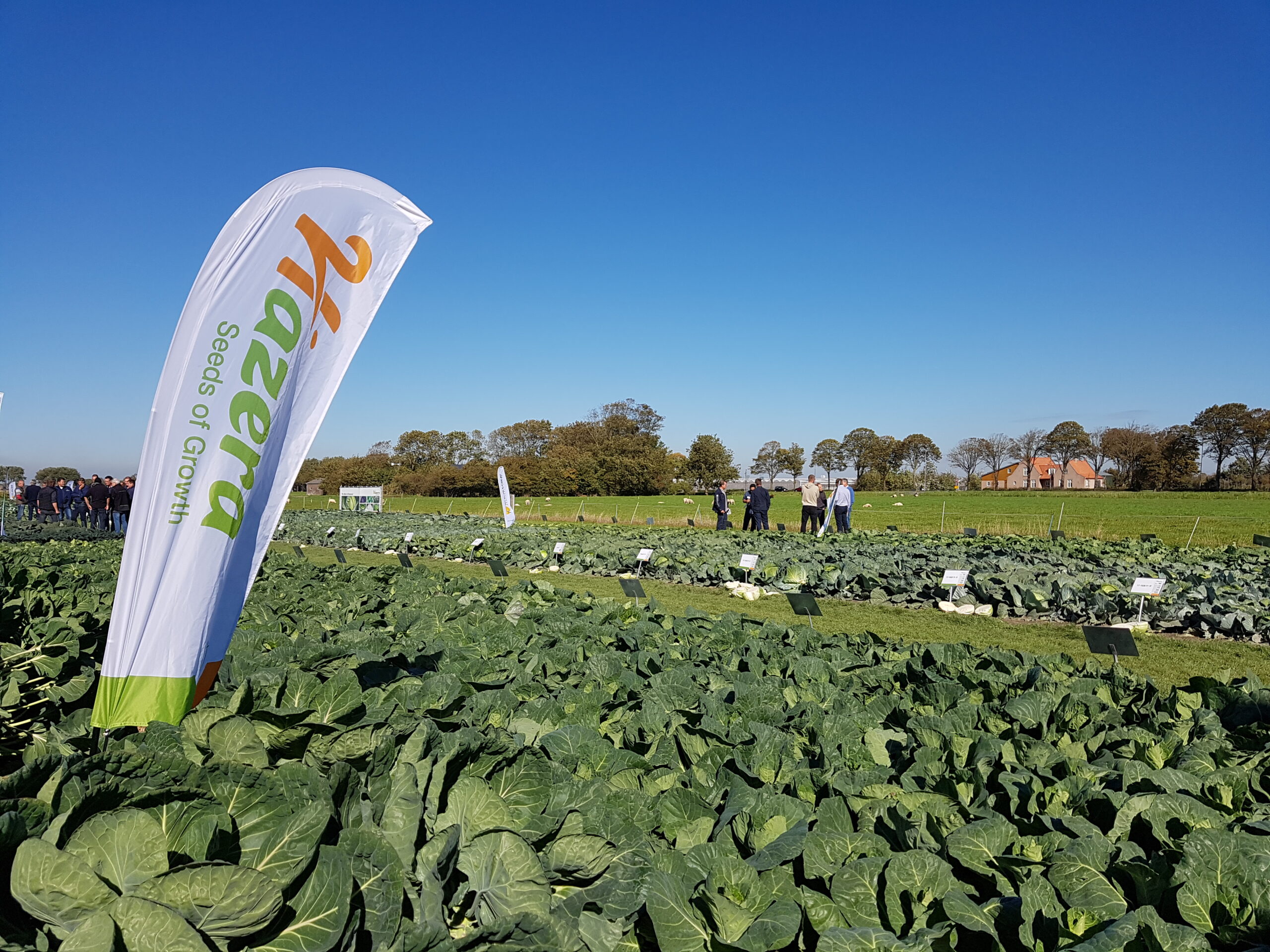 International Brassica Days 2022