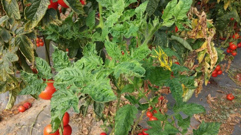 ToBRFV in Tomato Plants - United Kingdom