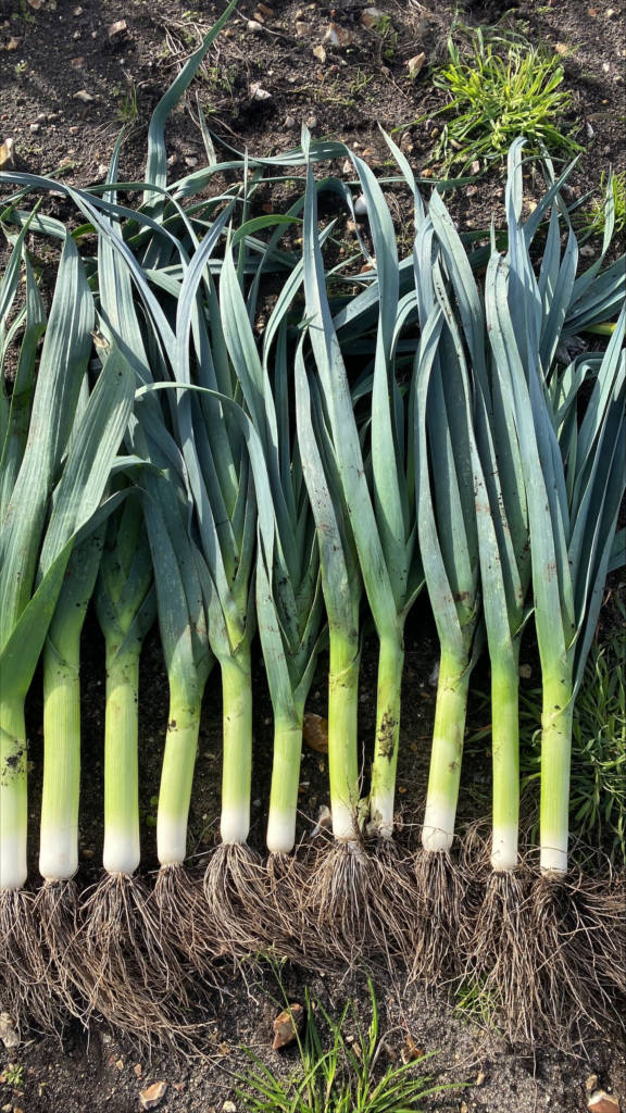 Leek Range From Hazera - United Kingdom